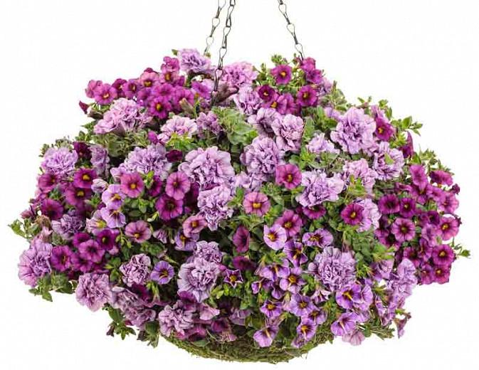 Calibrachoa 'Superbells Plum', Superbells Plum Calibrachoa, Mounding Calibrachoa, Trailing Calibrachoa, Purple Calibrachoa, Purple Flowers